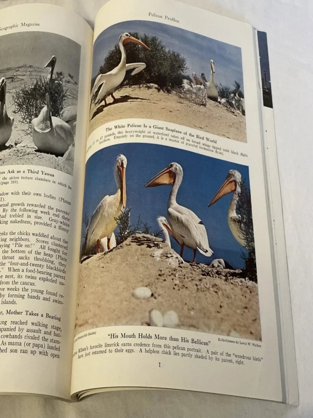 The National Geographic Society vintage national